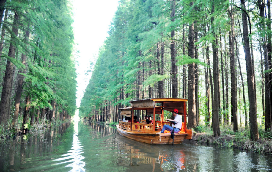 申城周边水上森林公园：夏日清凉秘籍，带你逃离城市热浪