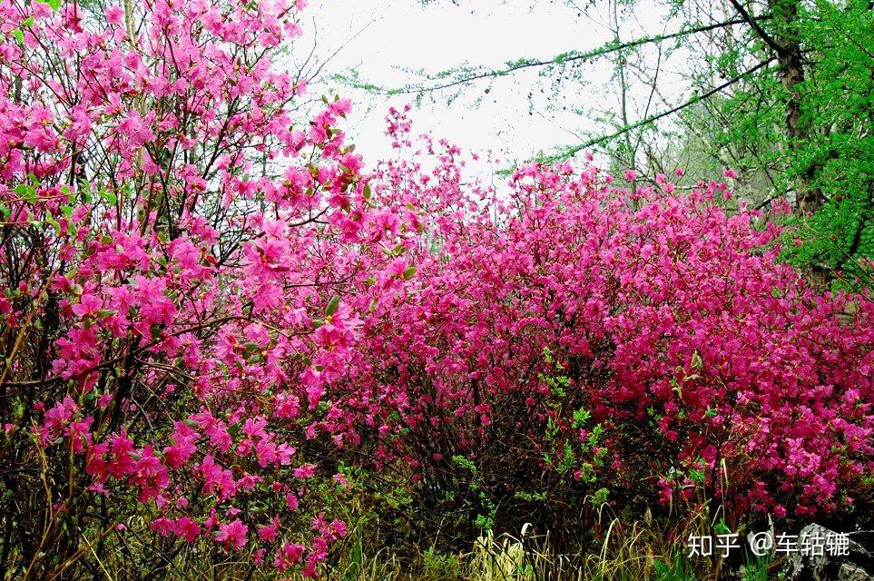 植树节特辑：韶关森林公园面积惊人，竟相当于多个白云山