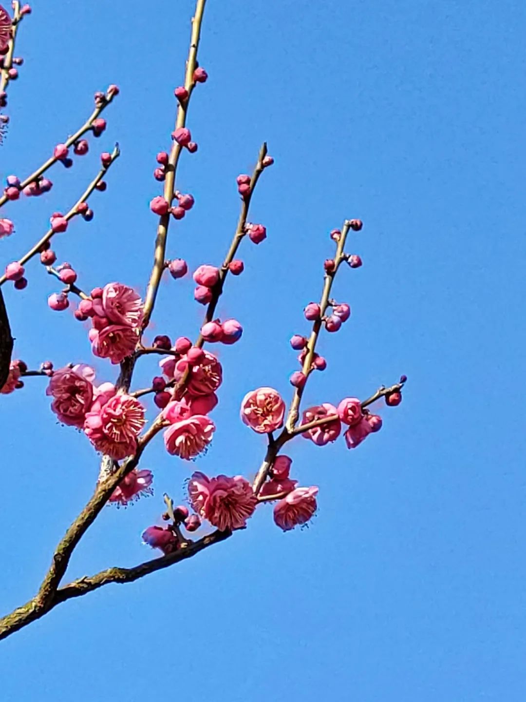 泉州春日赏花攻略：刺桐花、樱花等多种花卉等你来赏