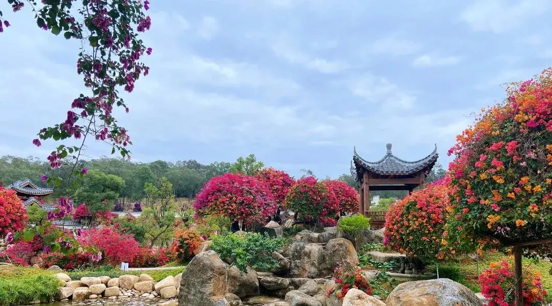 泉州春日赏花攻略：刺桐花、樱花等多种花卉等你来赏